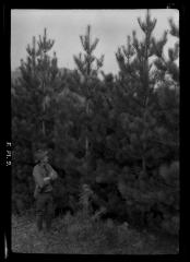 C.T. Dietrich surveys pine trees at a plantation in Millbrook, N.Y.