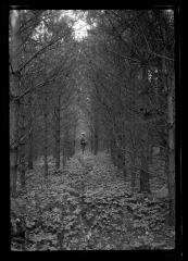 Unidentified man stands between two rows of pine trees in New York State