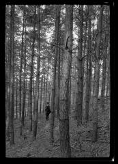 Scotch pine plantation 28 yrs. old of C.T. Dietrich, Dutchess Co.