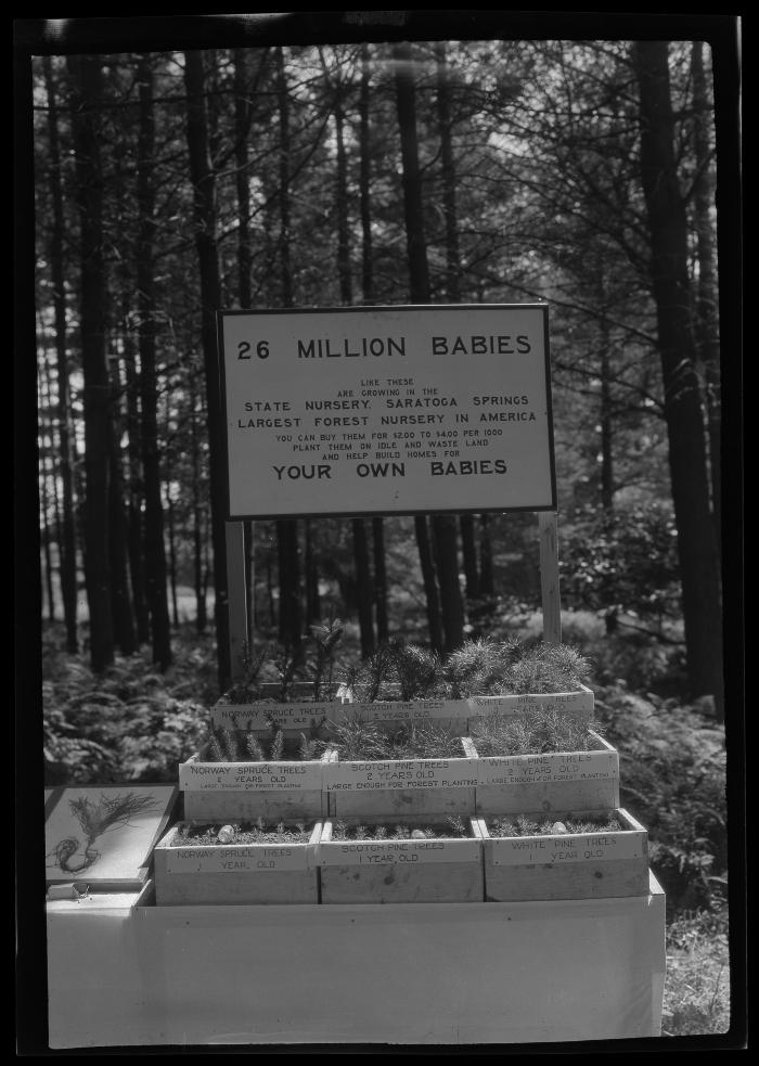 Sign and seedlings at Forestry Field Day, Pine Grove Farm, Delaware County