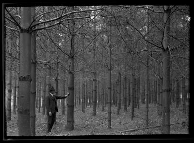 C.T. Dietrich stands amidst pine trees at a plantation in Millbrook, N.Y.