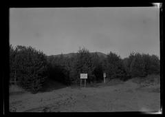 Conifer trees at an unidentified New York State plantation