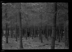 C.T. Dietrich stands among pine trees at a plantation in Millbrook, N.Y.