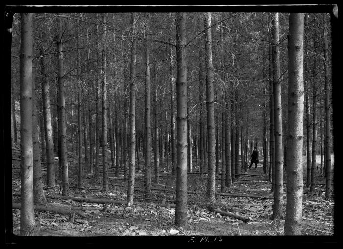 C.T. Dietrich standing among pine trees at a plantation in Millbrook, N.Y.