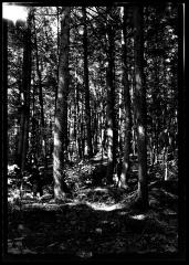 Interior of a stand of pine trees in New York State