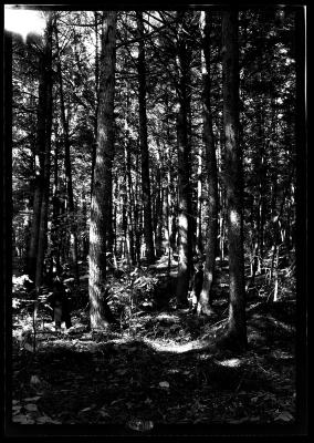 Interior of a stand of pine trees in New York State