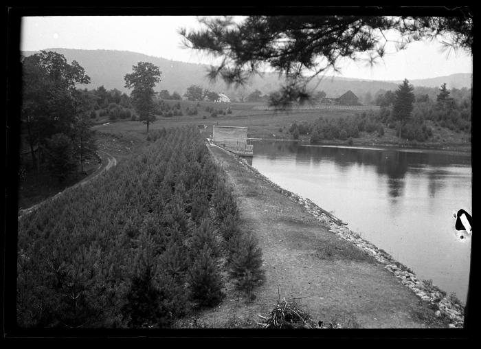 Nursery of young conifers beside a stream in New York State