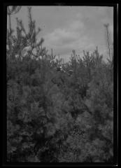 Two unidentified men stand amidst young pine trees in New York State