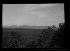 Pine forest in New York State