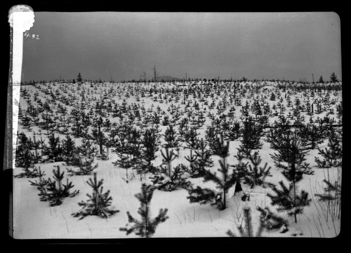 Scotch pine plantations at Lake Clear Junction planted in 1902