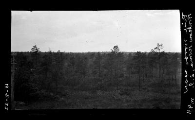 Pine woods near Ronkowkoma, Long Island