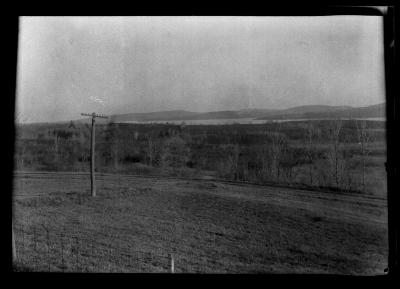 Scotch Pine plantation at Ashokan Reservoir in Ulster County