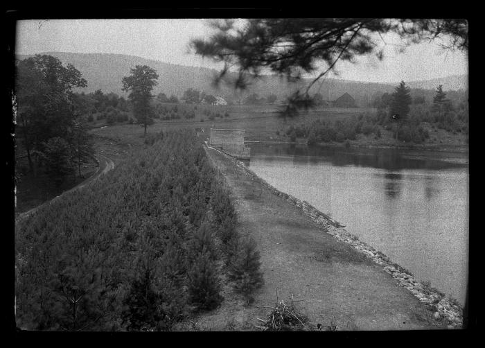 Nursery of young conifers beside a stream in New York State