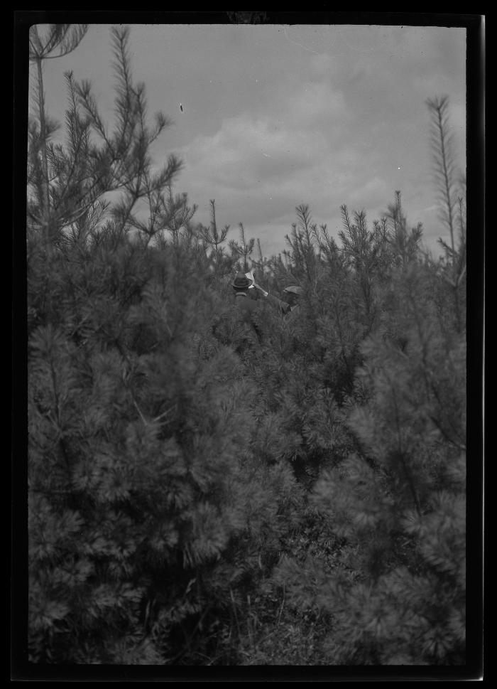 Two unidentified men stand amidst young pine trees in New York State