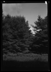 Group of pine trees in New York State