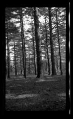 Evergreen forest in New York State