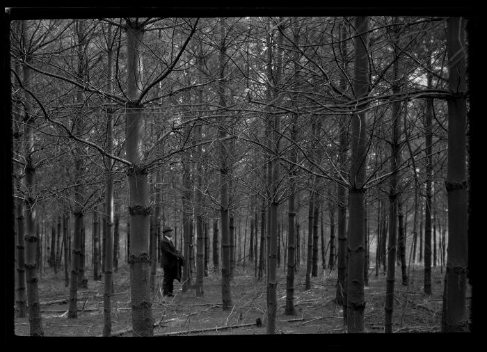 C.T. Dietrich stands among the evergreens at a plantation in Millbrook, N.Y.