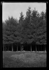 C.T. Dietrich stands under spruce at a plantation in Millbrook, N.Y.