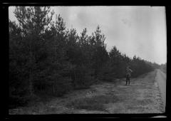 C.T. Dietrich surveys pine trees at a plantation in Millbrook, N.Y.