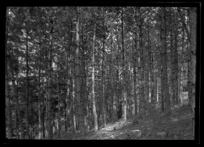 C.T. Dietrich surveys evergreens at a plantation in Millbrook, N.Y.