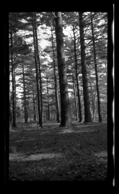 Evergreen forest in New York State