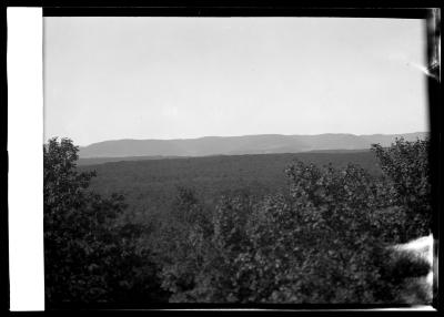 Hard pine forest in eastern Rensselaer County