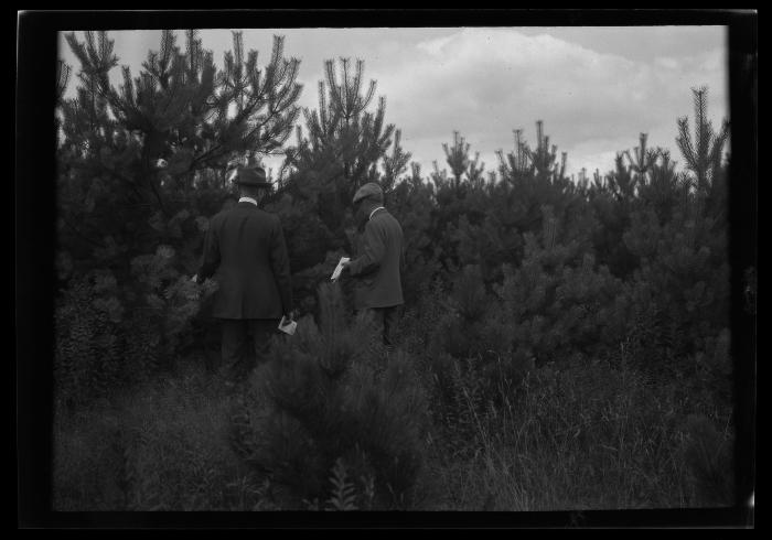 Two unidentified men walk amongst pine trees in New York State