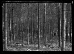 C.T. Dietrich standing among pine trees at a plantation in Millbrook, N.Y.