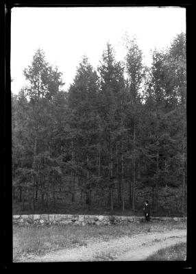 C.T. Dietrich looks at pine trees at a plantation in Millbrook, N.Y.