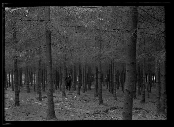 C.T. Dietrich stands among pine trees at a plantation in Millbrook, N.Y.