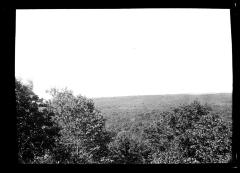 Pine Forest in New York State