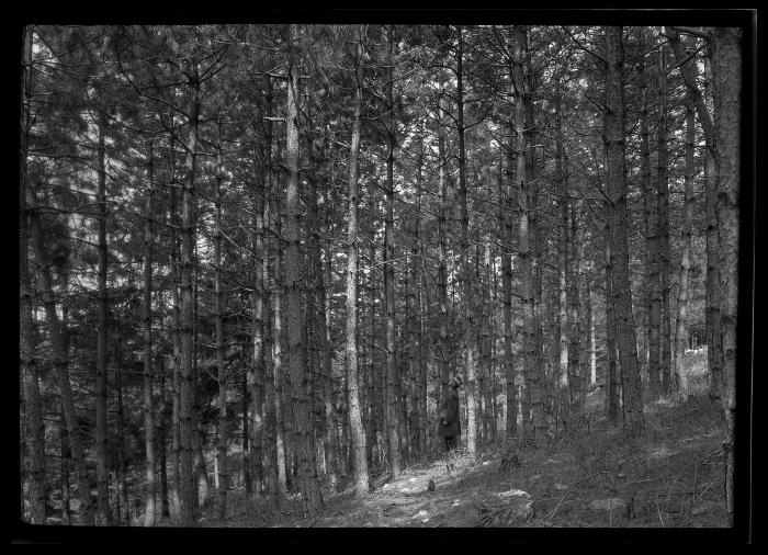 C.T. Dietrich surveys evergreens at a plantation in Millbrook, N.Y.