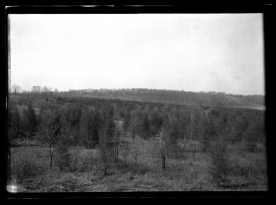 European larch in foreground, white pine in background, Reservoir No. 1, Middletown