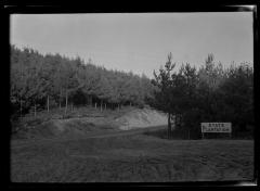 Stands of spruce and pine at an unidentified New York State plantation