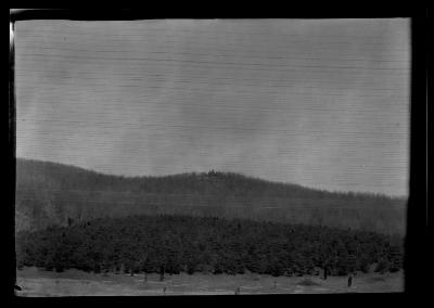 Part of 20 acre plantation of white pine planted in 1914, 4 year old stock, Letchworth Village