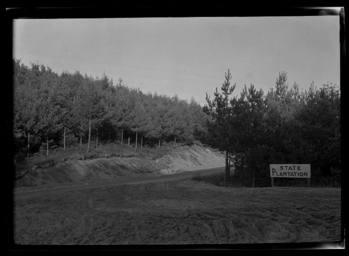 Stands of spruce and pine at an unidentified New York State plantation