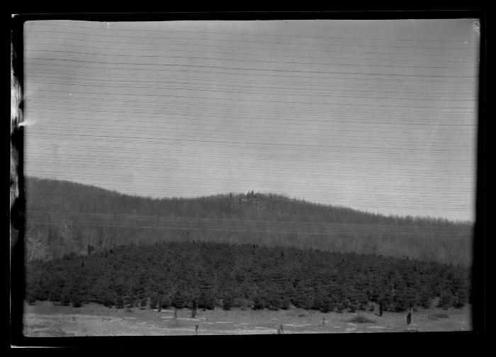 White Pine plantation at Letchworth Village in Haverstraw, N.Y.