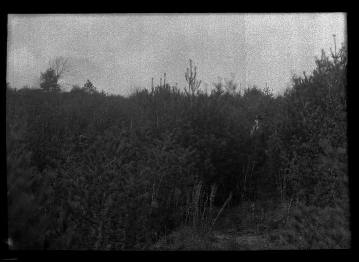 Unidentified man stands amidst pine trees