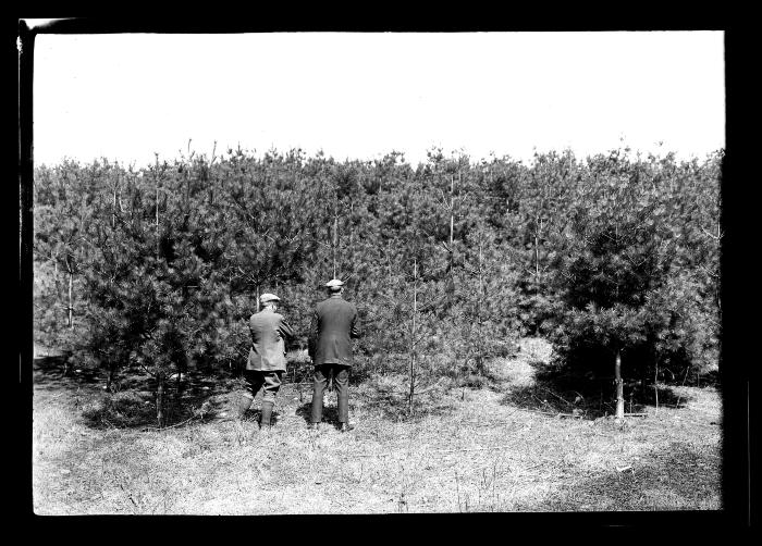 Part of 20 acre plantation of white pine planted in 1914, 4 year old stock, Letchworth Village, close-up, Dr. C.S. Little and H.F. Prescott