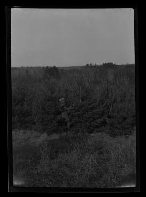 Riga Scotch Pine plantation, Cornell Hill, Saratoga County planted by Cornell students in 1918, 4 yr. old stock