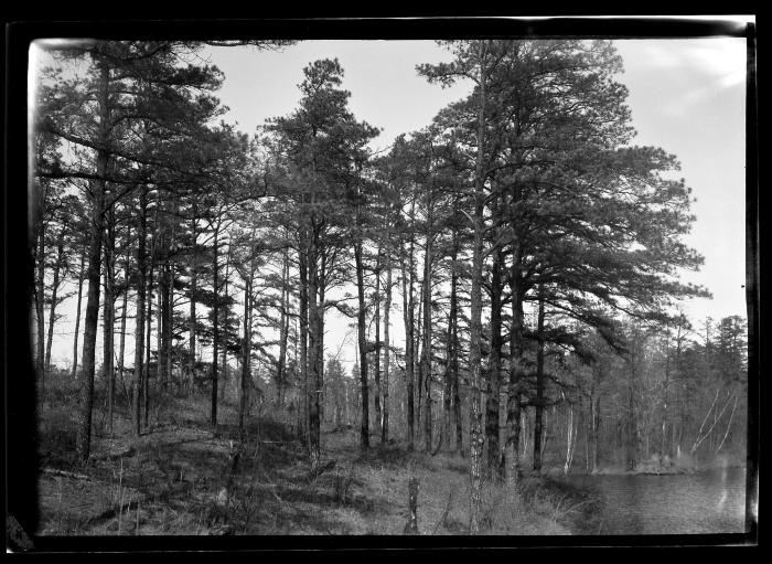 Cluster of pines standing by water at an unidentified New York State plantation