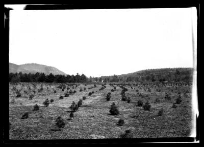 Rows of young pine trees at an unidentified New York State plantation