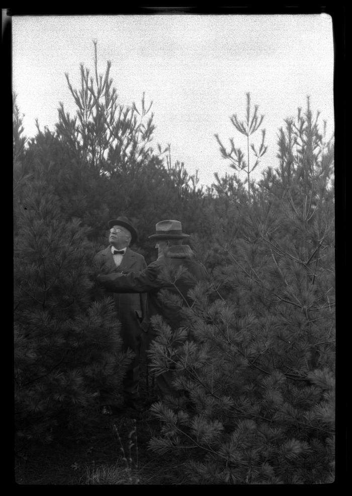 Two unidentified men inspect pine trees at a plantation