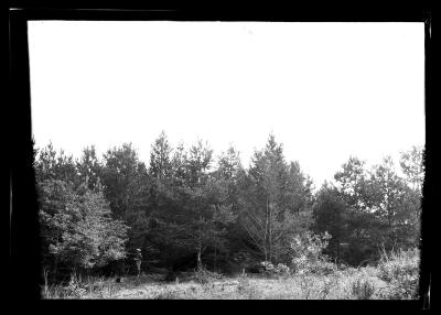 Unidentified man stands at the tree line of forest