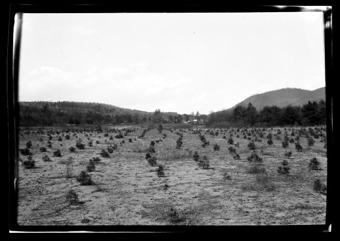 Rows of young pines at an unidentified New York State plantation