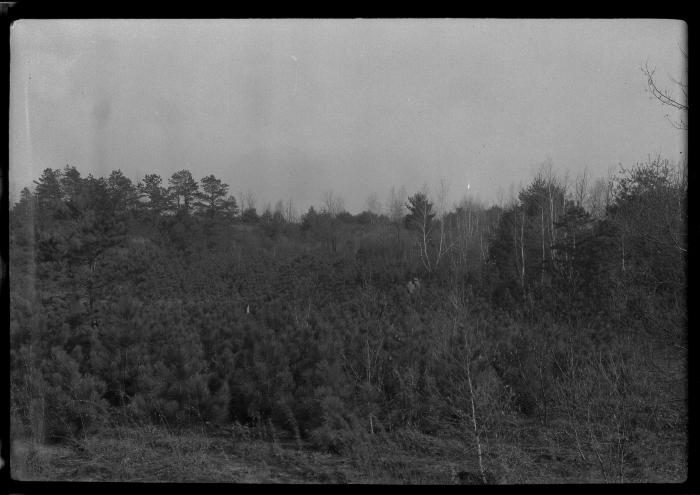 Six year old red pine plantation T.C. Laltun's preserve