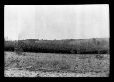 Riga Scotch Pine plantation, Cornell Hill, Saratoga County, planted by Cornell students in 1918, 4 yr. old stock