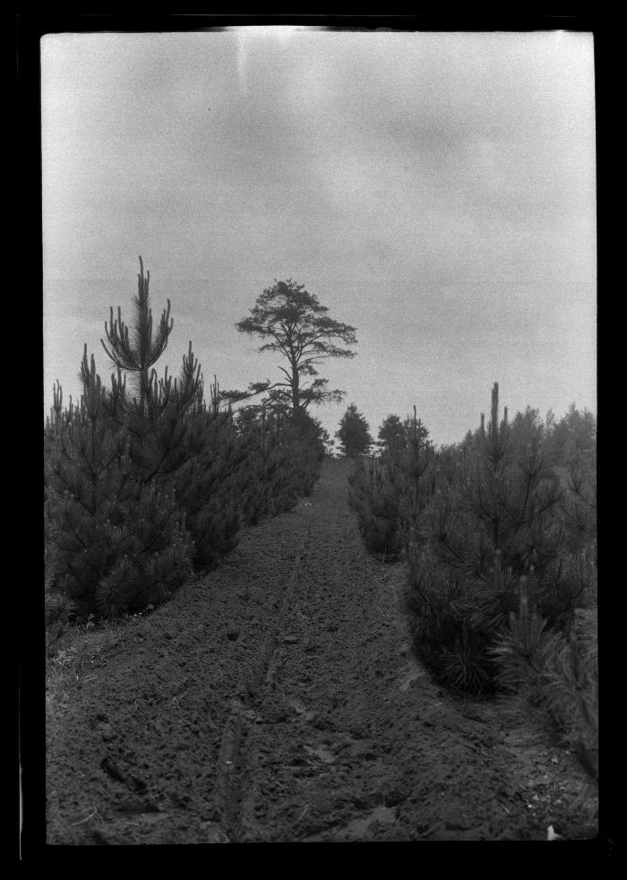 Rows of young pines at an unidentified New York State plantation