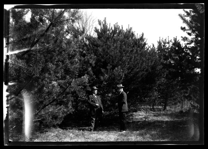 12 year old Scotch Pine plantation on Reservoir No. 1, Middletown Watershed Farm Bureau Agent Davis and John E. Wilkin