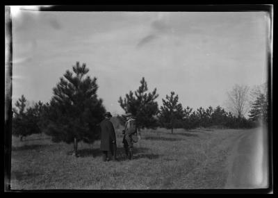 Austrian Pine Plantation, 12 years old, Ashokan Watershed